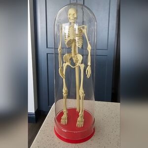 ​Vintage Miniature Human Skeleton Anatomy Toy - Plastic Display Dome & Red Base